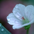Dj081_l_2